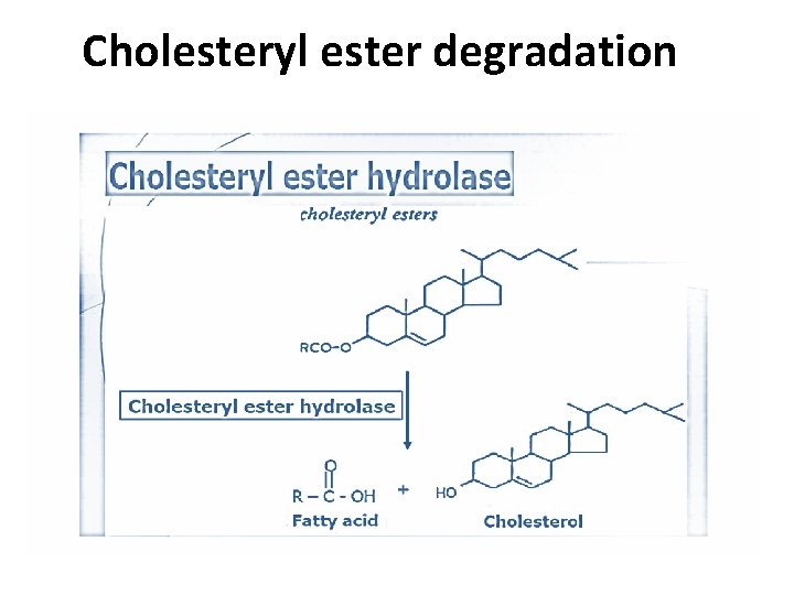 Cholesteryl ester degradation 