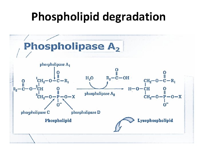 Phospholipid degradation 