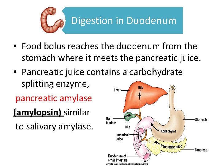 Digestion in Duodenum • Food bolus reaches the duodenum from the stomach where it