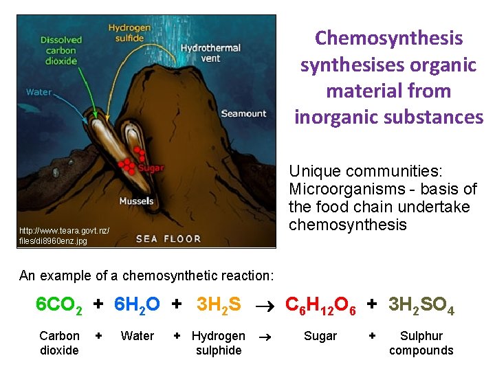Chemosynthesises organic material from inorganic substances • Chemosynthesis can sustain vibrant food webs in