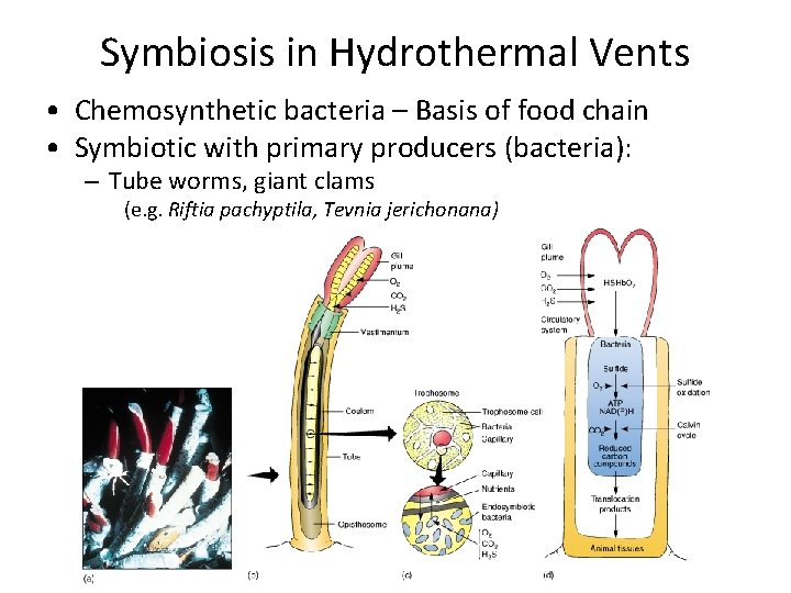 Symbiosis in Hydrothermal Vents • Chemosynthetic bacteria – Basis of food chain • Symbiotic