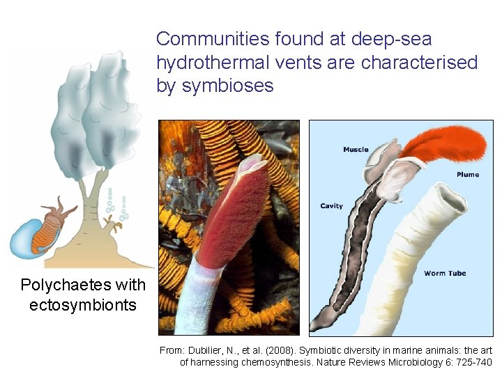 Communities found at deep-sea hydrothermal vents are characterised by symbioses Polychaetes with ectosymbionts Shrimps