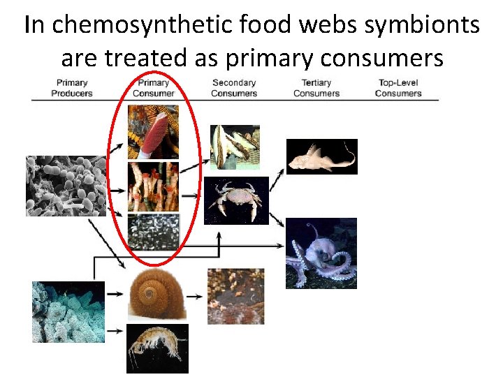 In chemosynthetic food webs symbionts are treated as primary consumers 