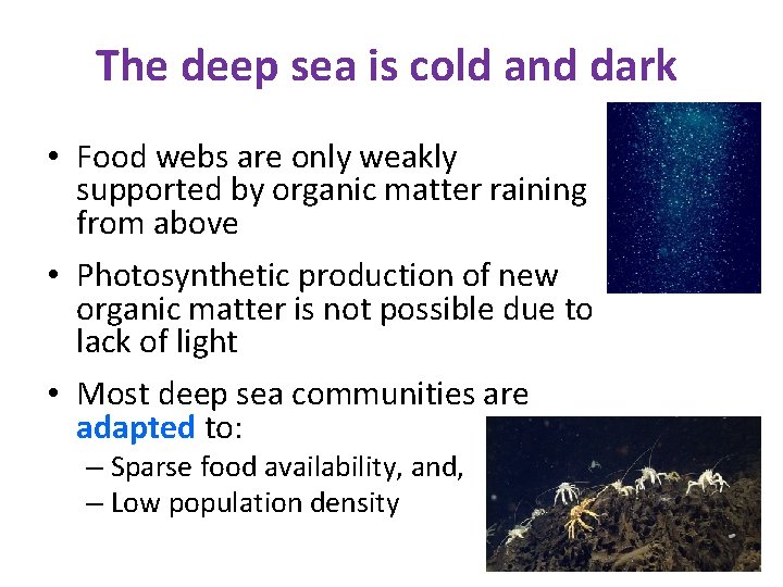 The deep sea is cold and dark • Food webs are only weakly supported