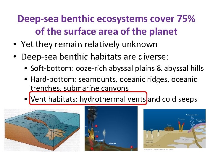 Deep-sea benthic ecosystems cover 75% of the surface area of the planet • Yet