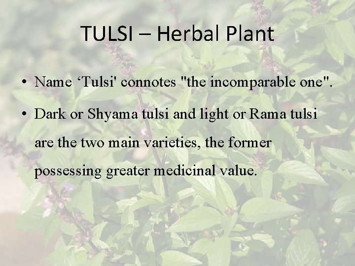 TULSI – Herbal Plant • Name ‘Tulsi' connotes "the incomparable one". • Dark or