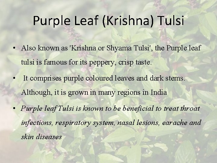 Purple Leaf (Krishna) Tulsi • Also known as 'Krishna or Shyama Tulsi', the Purple