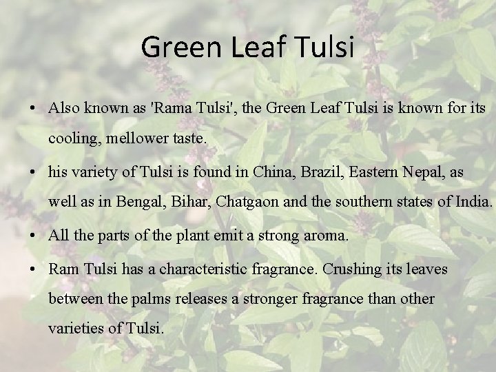 Green Leaf Tulsi • Also known as 'Rama Tulsi', the Green Leaf Tulsi is