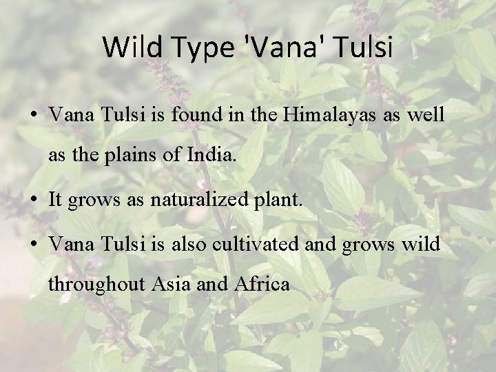 Wild Type 'Vana' Tulsi • Vana Tulsi is found in the Himalayas as well