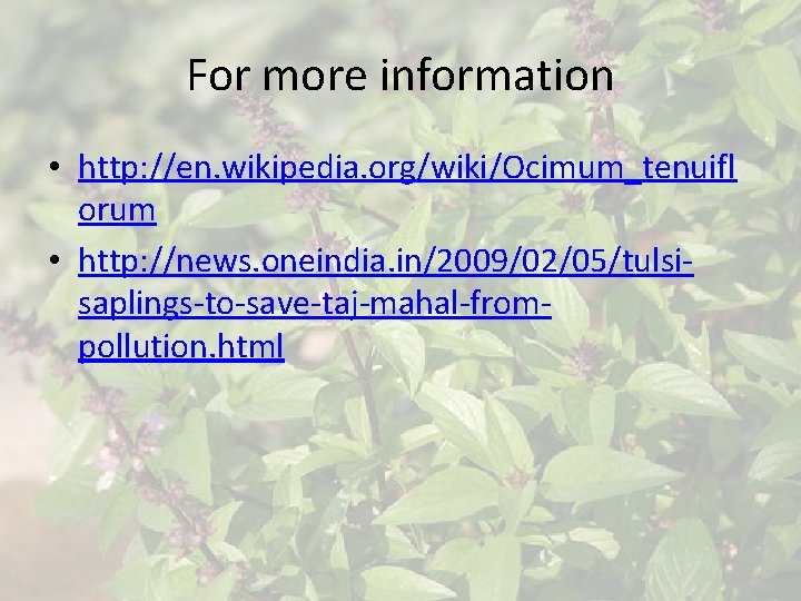 For more information • http: //en. wikipedia. org/wiki/Ocimum_tenuifl orum • http: //news. oneindia. in/2009/02/05/tulsisaplings-to-save-taj-mahal-frompollution.