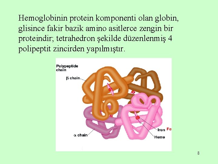 Hemoglobinin protein komponenti olan globin, glisince fakir bazik amino asitlerce zengin bir proteindir; tetrahedron