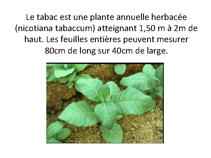 Le tabac est une plante annuelle herbacée (nicotiana tabaccum) atteignant 1, 50 m à