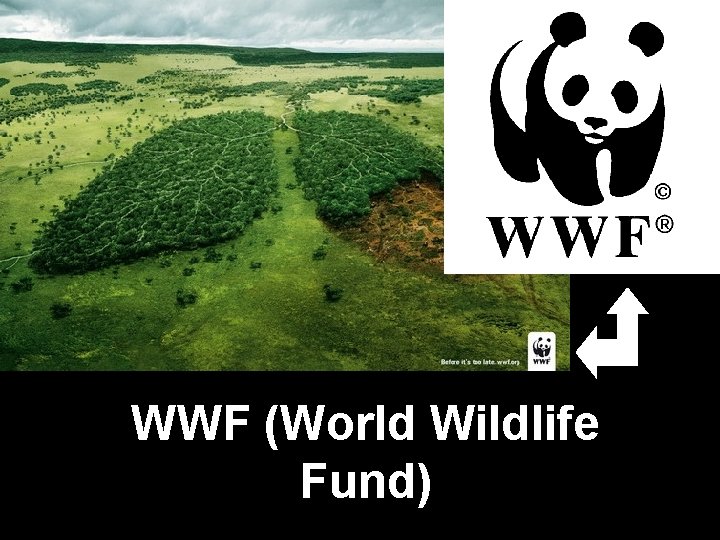 WWF (World Wildlife Fund) 