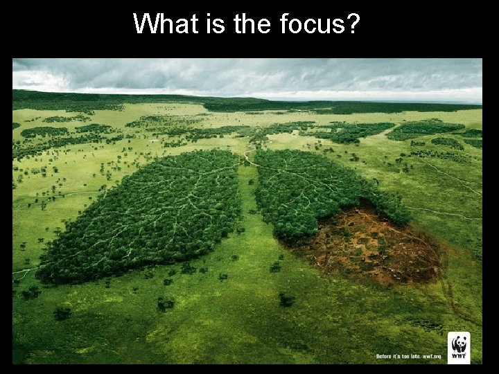 What is the focus? 