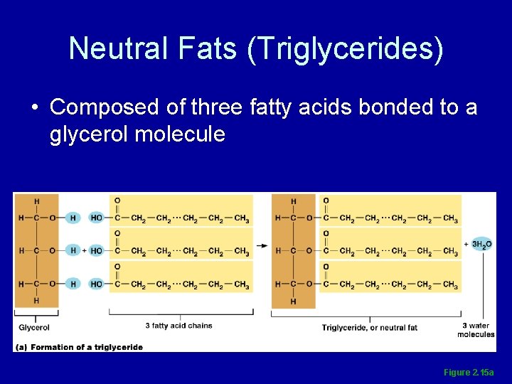 Neutral Fats (Triglycerides) • Composed of three fatty acids bonded to a glycerol molecule