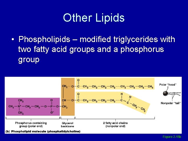 Other Lipids • Phospholipids – modified triglycerides with two fatty acid groups and a