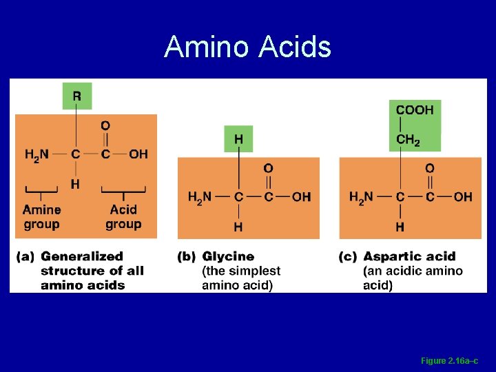 Amino Acids Figure 2. 16 a–c 