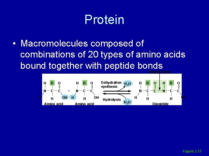 Protein • Macromolecules composed of combinations of 20 types of amino acids bound together