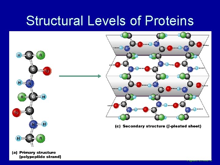 Structural Levels of Proteins Figure 2. 18 a–c 