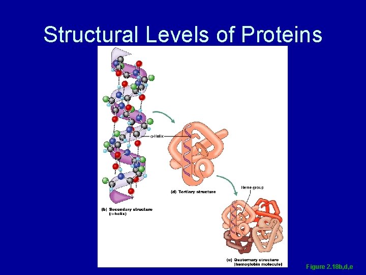 Structural Levels of Proteins Figure 2. 18 b, d, e 