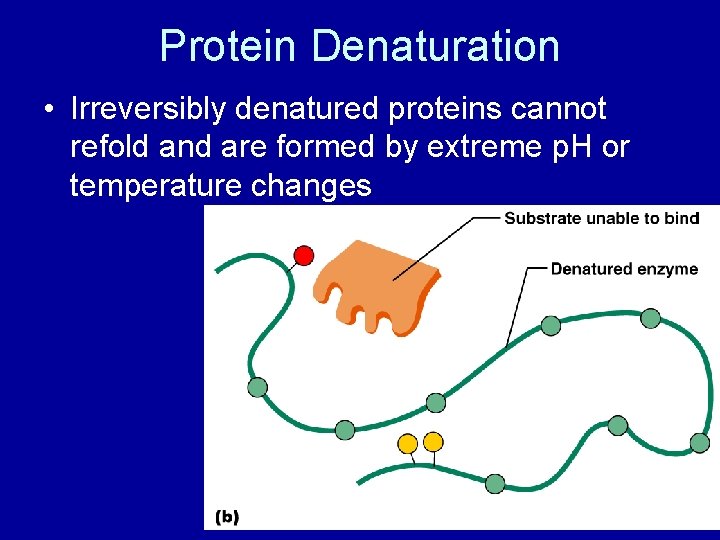 Protein Denaturation • Irreversibly denatured proteins cannot refold and are formed by extreme p.