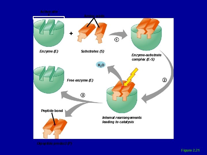 Active site Amino acids + Enzyme (E) Substrates (S) Enzyme-substrate complex (E-S) H 2