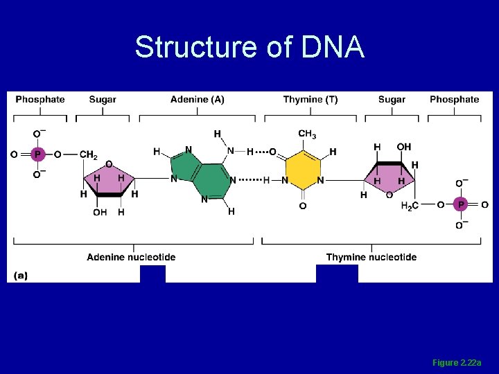 Structure of DNA Figure 2. 22 a 