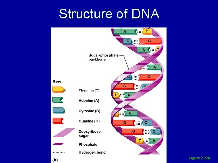 Structure of DNA Figure 2. 22 b 
