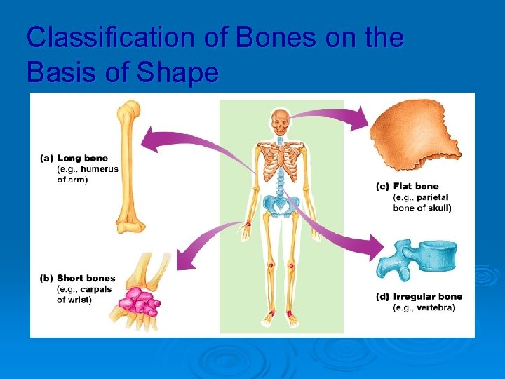 Classification of Bones on the Basis of Shape 