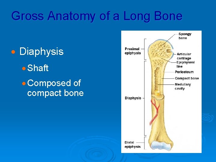 Gross Anatomy of a Long Bone · Diaphysis · Shaft · Composed of compact