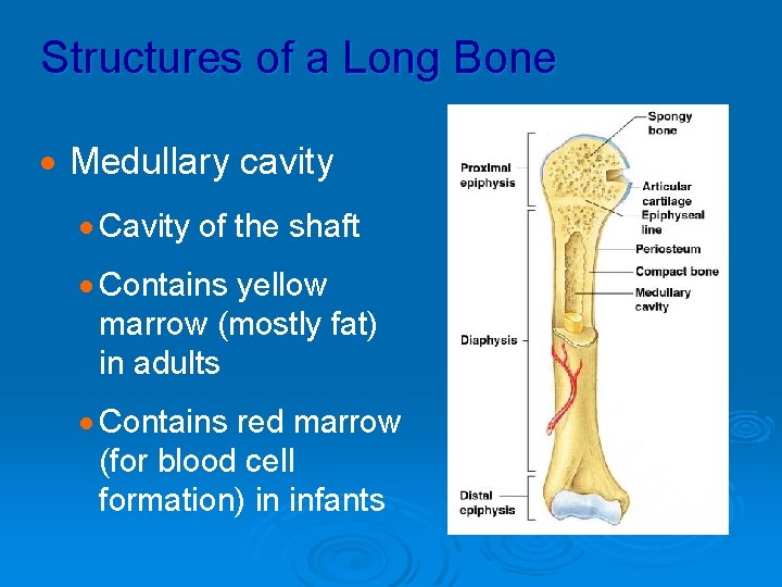 Structures of a Long Bone · Medullary cavity · Cavity of the shaft ·