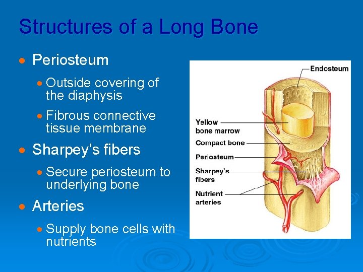 Structures of a Long Bone · Periosteum · Outside covering of the diaphysis ·