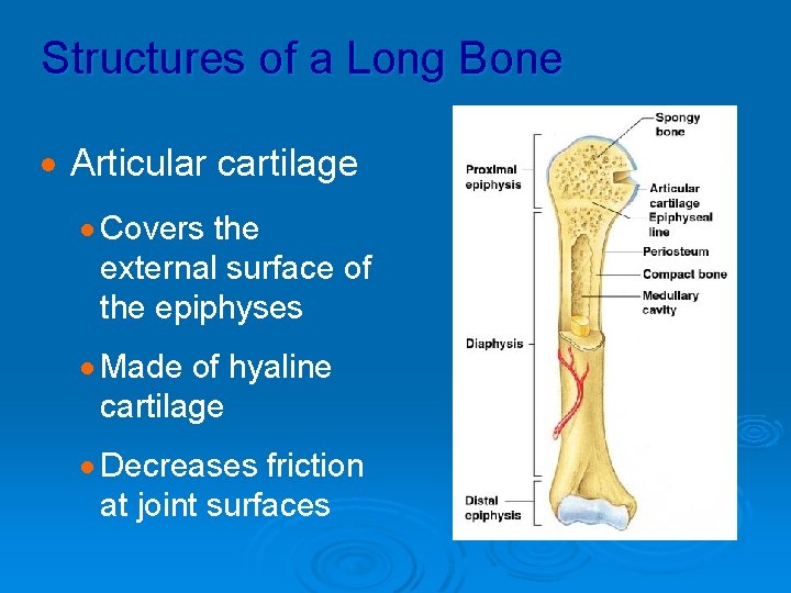 Structures of a Long Bone · Articular cartilage · Covers the external surface of