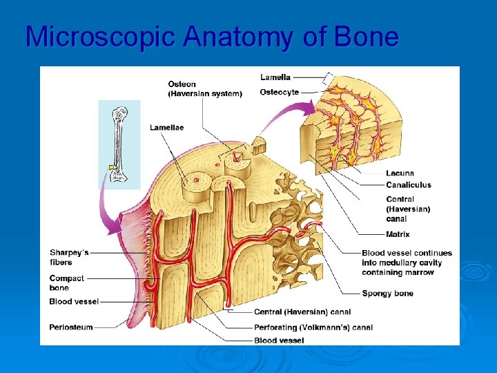 Microscopic Anatomy of Bone Figure 5. 3 