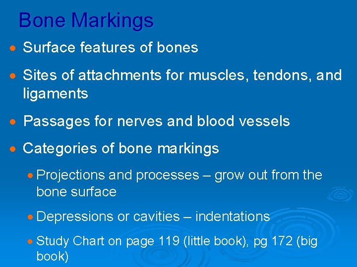 Bone Markings · Surface features of bones · Sites of attachments for muscles, tendons,