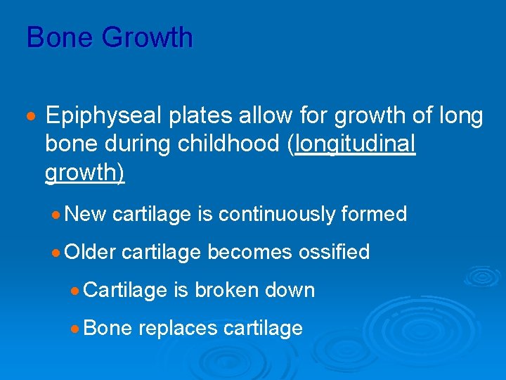 Bone Growth · Epiphyseal plates allow for growth of long bone during childhood (longitudinal