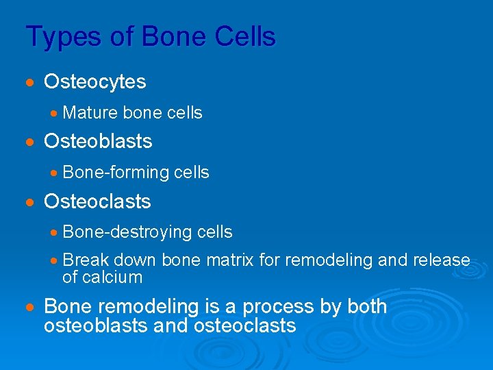 Types of Bone Cells · Osteocytes · Mature bone cells · Osteoblasts · Bone-forming