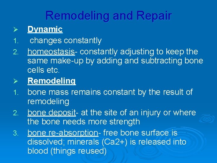 Remodeling and Repair Ø 1. 2. 3. Dynamic changes constantly homeostasis- constantly adjusting to