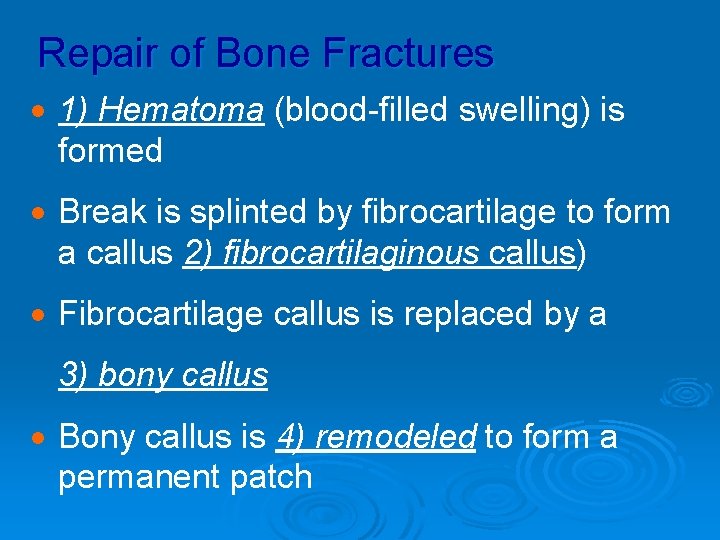 Repair of Bone Fractures · 1) Hematoma (blood-filled swelling) is formed · Break is