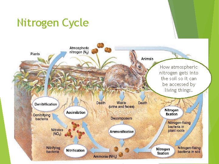 Nitrogen Cycle • During ammonification, nitrogen from animal waste or decaying bodies is returned