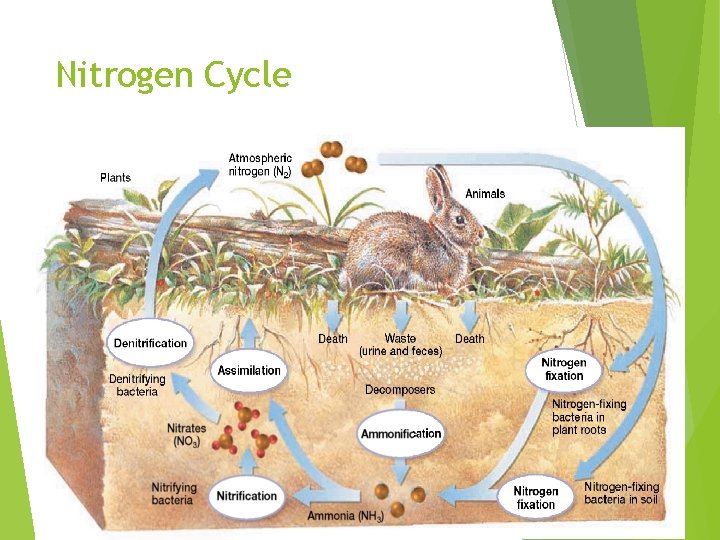 Nitrogen Cycle • During nitrification, ammonia, NH 3, is converted to nitrite and then