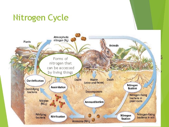 Nitrogen Cycle Forms of nitrogen that can be accessed by living things • Assimilation