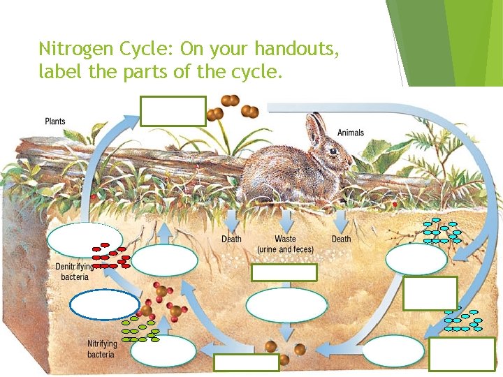 Nitrogen Cycle: On your handouts, label the parts of the cycle. 