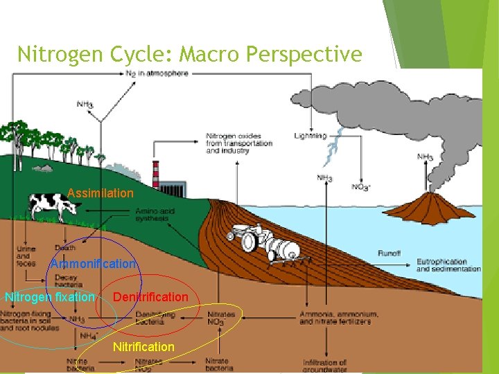 Nitrogen Cycle: Macro Perspective Assimilation Ammonification Nitrogen fixation Denitrification Nitrification 