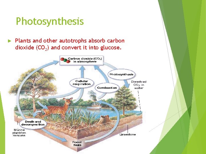 Photosynthesis ► Plants and other autotrophs absorb carbon dioxide (CO 2) and convert it