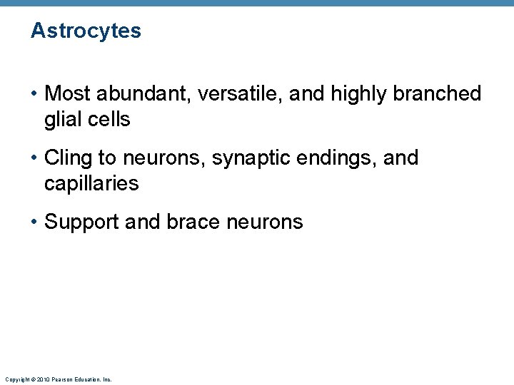 Astrocytes • Most abundant, versatile, and highly branched glial cells • Cling to neurons,