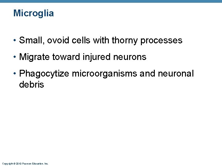 Microglia • Small, ovoid cells with thorny processes • Migrate toward injured neurons •