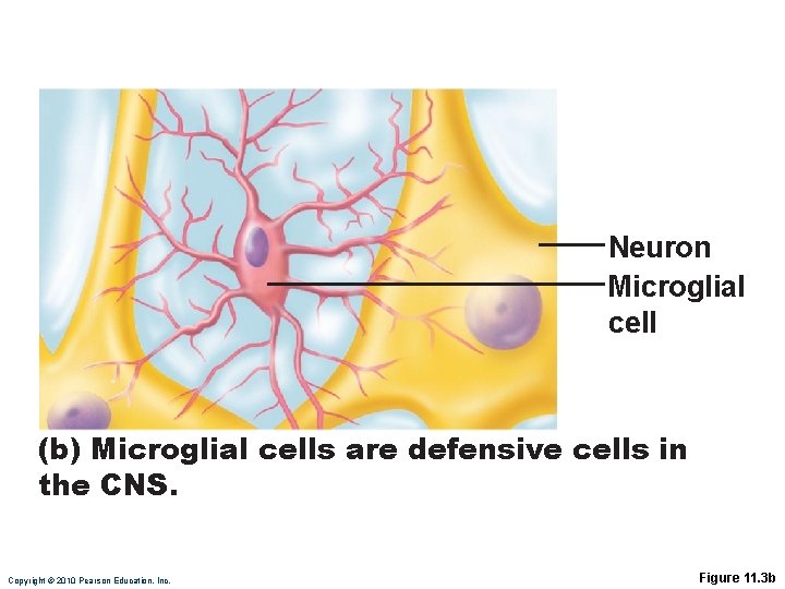 Neuron Microglial cell (b) Microglial cells are defensive cells in the CNS. Copyright ©