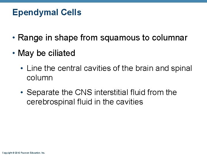 Ependymal Cells • Range in shape from squamous to columnar • May be ciliated