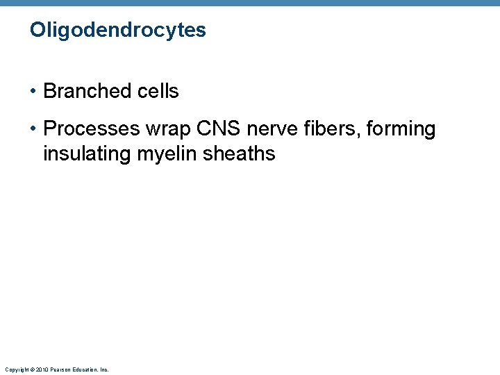 Oligodendrocytes • Branched cells • Processes wrap CNS nerve fibers, forming insulating myelin sheaths